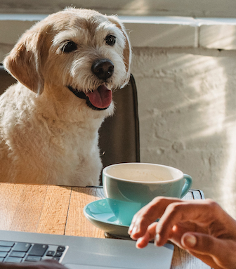 Glad hund som som sitter ved kjøkkenbordet og ser på en person som fyller ut superrask søknad.